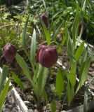 Fritillaria grandiflora