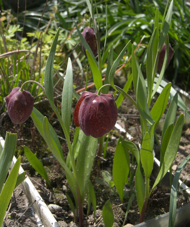 Image of Fritillaria grandiflora specimen.