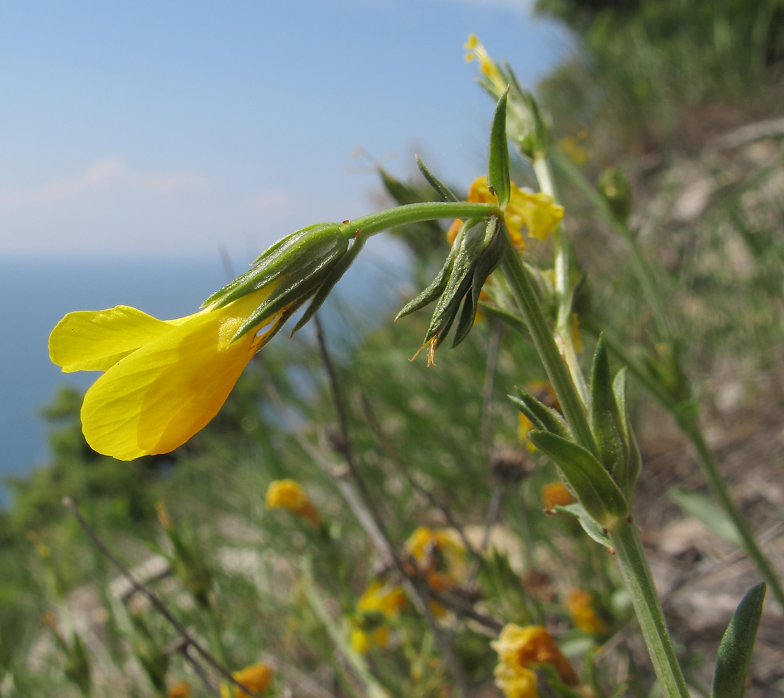 Изображение особи Linum tauricum.