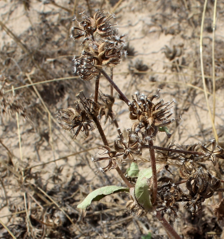 Изображение особи Garhadiolus papposus.