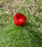 Paeonia tenuifolia