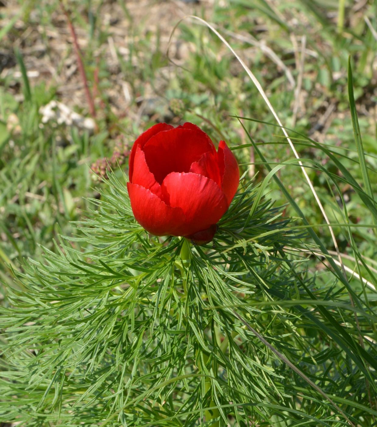 Image of Paeonia tenuifolia specimen.