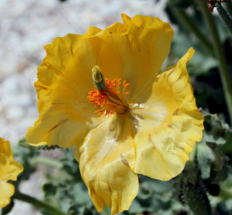 Image of Glaucium flavum specimen.