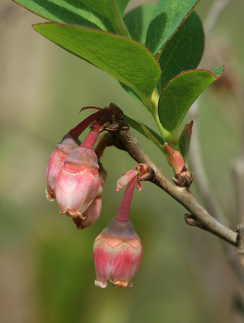 Image of Vaccinium uliginosum specimen.