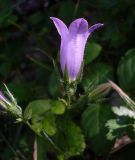 Campanula sibirica. Раскрывшийся и нераскрывшийся цветки. Ростовская обл., Азовский р-н, Александровский лес, обочина лесной дороги. 11.06.2016.