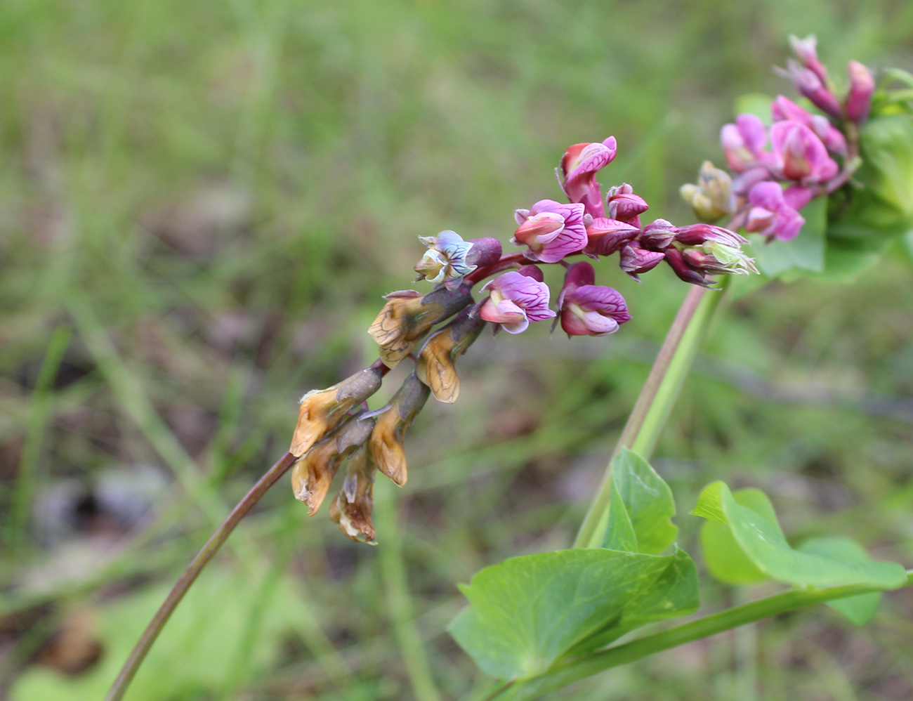 Изображение особи Lathyrus pisiformis.