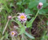 Erigeron acris