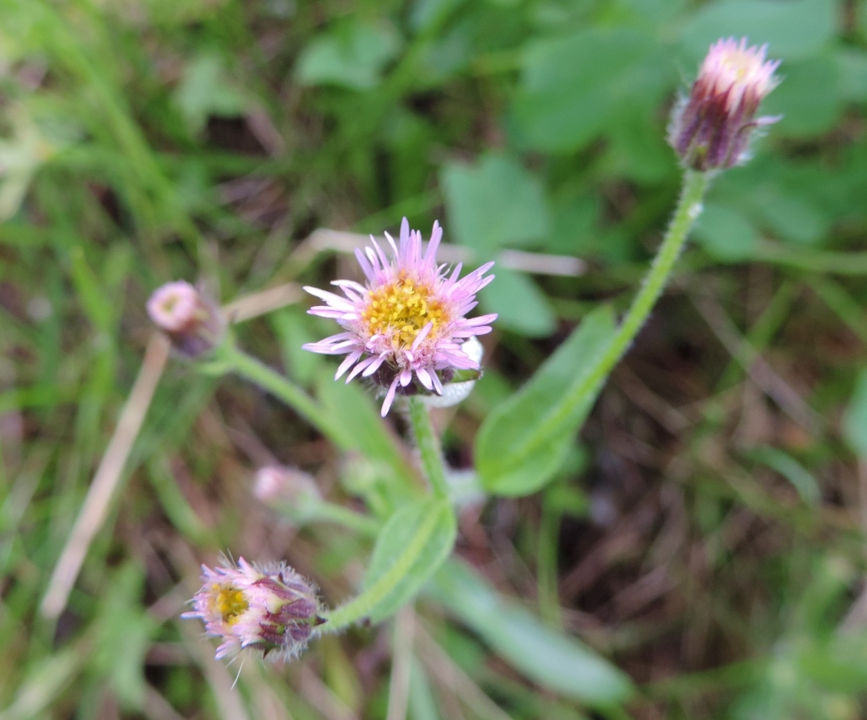 Image of Erigeron acris specimen.