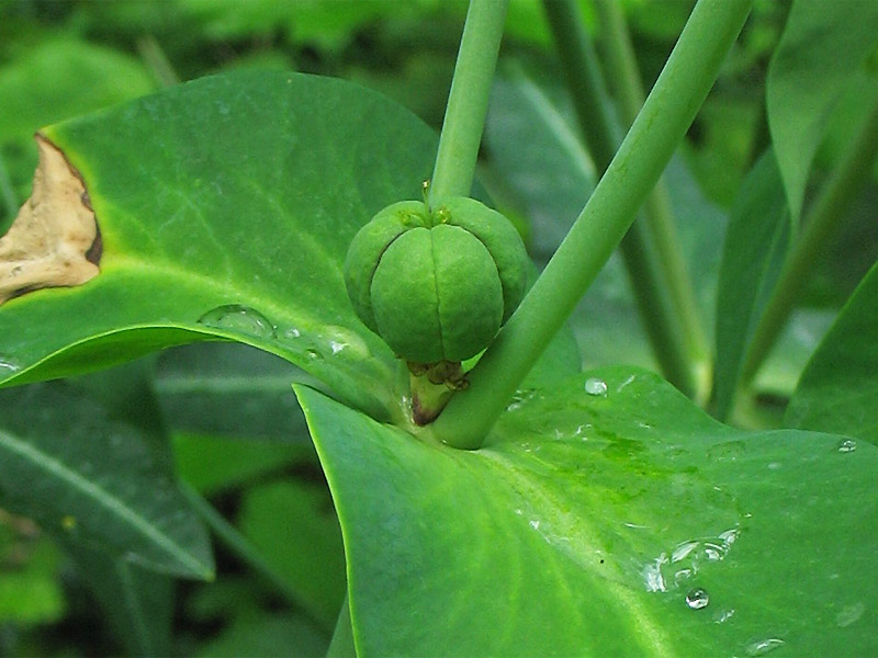 Image of Euphorbia lathyris specimen.