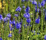 Veronica teucrium. Верхушки цветущих побегов. Владимирская обл., Ковровский р-н, окр. дер. Митино, поле. 02.07.2016.