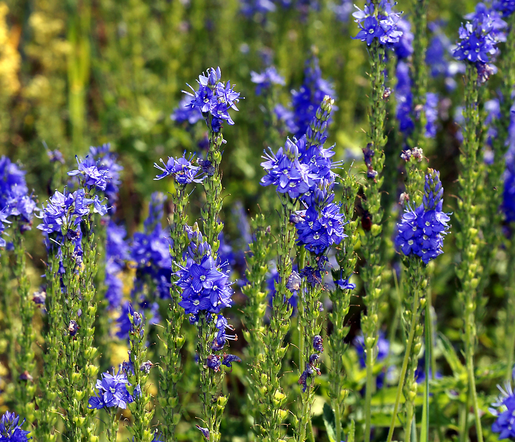 Изображение особи Veronica teucrium.
