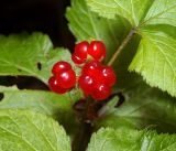 Image of taxon representative. Author is Виталий Гуменюк