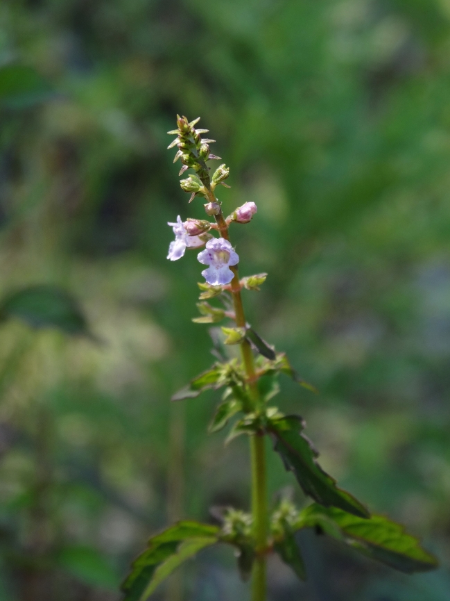 Image of Mosla dianthera specimen.