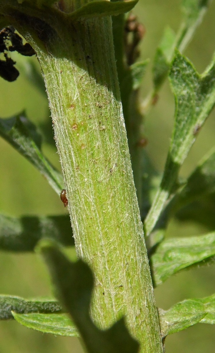 Image of Senecio grandidentatus specimen.