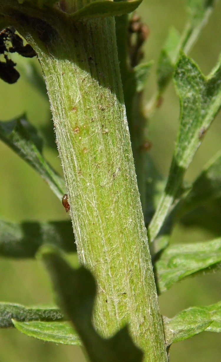 Изображение особи Senecio grandidentatus.