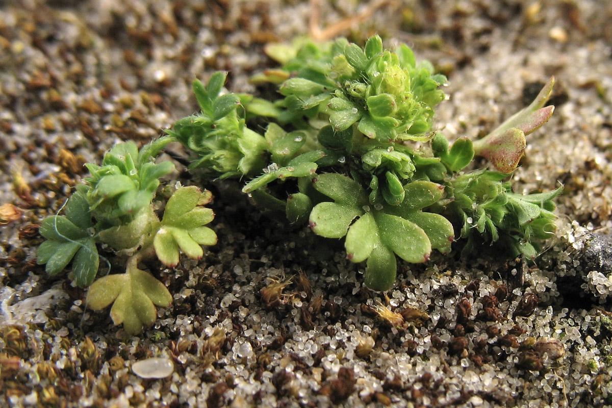 Image of Aphanes australis specimen.