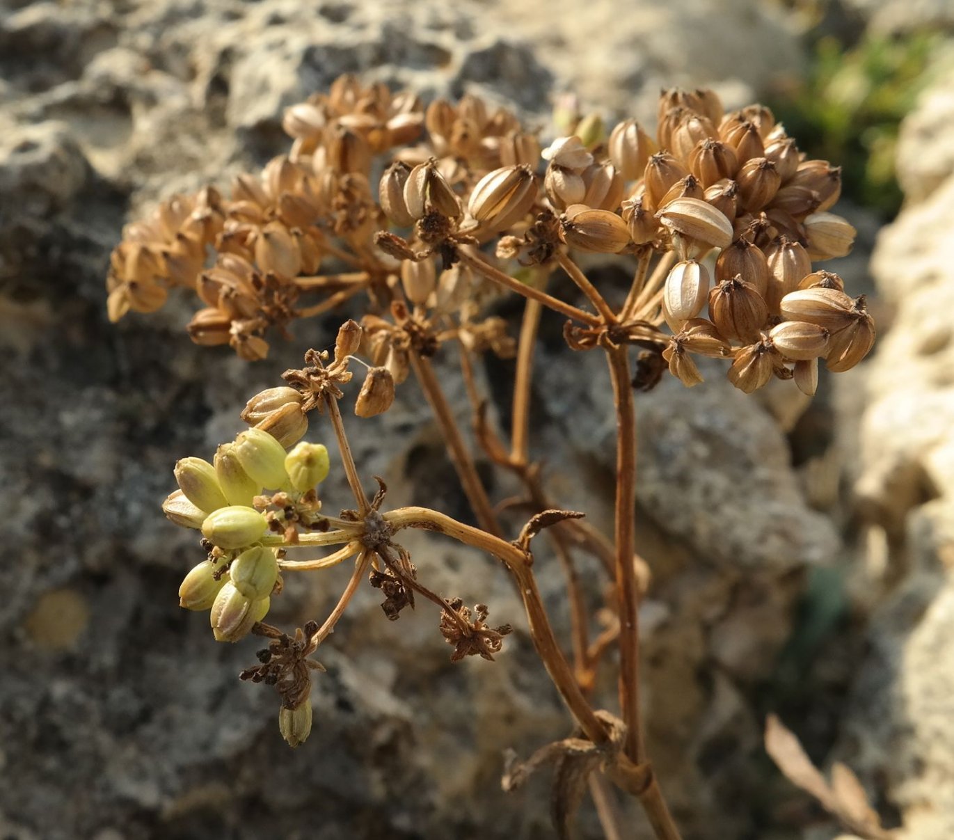 Image of Crithmum maritimum specimen.