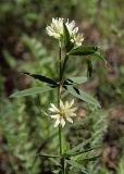 Trifolium spryginii. Верхушка цветущего растения. Пермский край, Суксунский р-н, окр. пос. Суксун, урочище Вишенная гора, опушка редкостойного березово-соснового леса. 31.05.2014.