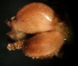 Image of taxon representative. Author is Пётр Шеенко