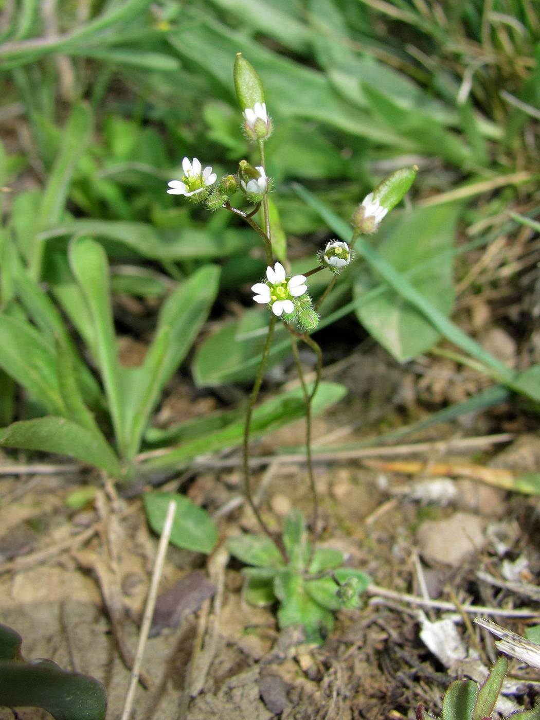 Image of Erophila verna specimen.