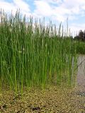Eleocharis palustris