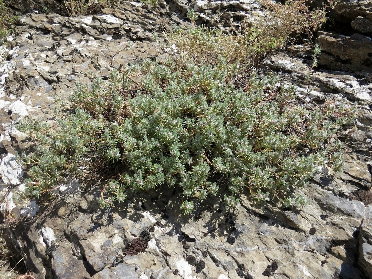 Image of Polygonum paronychioides specimen.