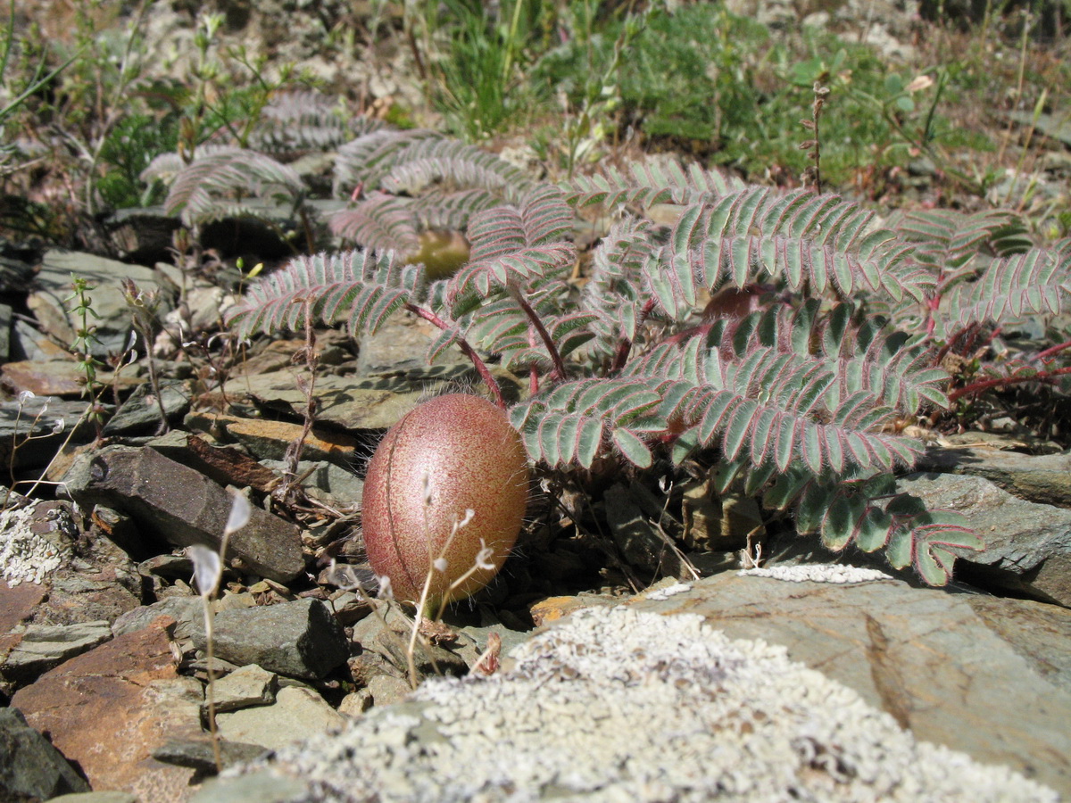 Изображение особи Astragalus syreitschikovii.