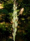Delphinium schmalhausenii