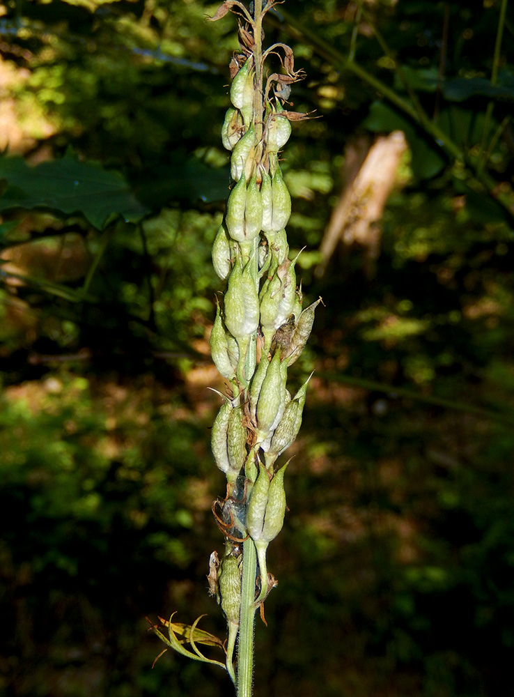 Image of Delphinium schmalhausenii specimen.
