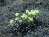 Pulsatilla orientali-sibirica