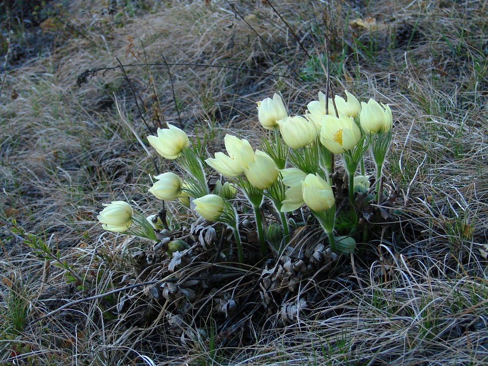 Image of Pulsatilla orientali-sibirica specimen.