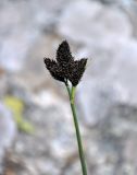 Carex melananthiformis