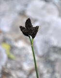 Carex melananthiformis. Верхушка побега с соплодиями. Северная Осетия, Ирафский р-н, долина р. Гебидон, ≈ 2500 м н.у.м., альпийский луг. 07.07.2016.