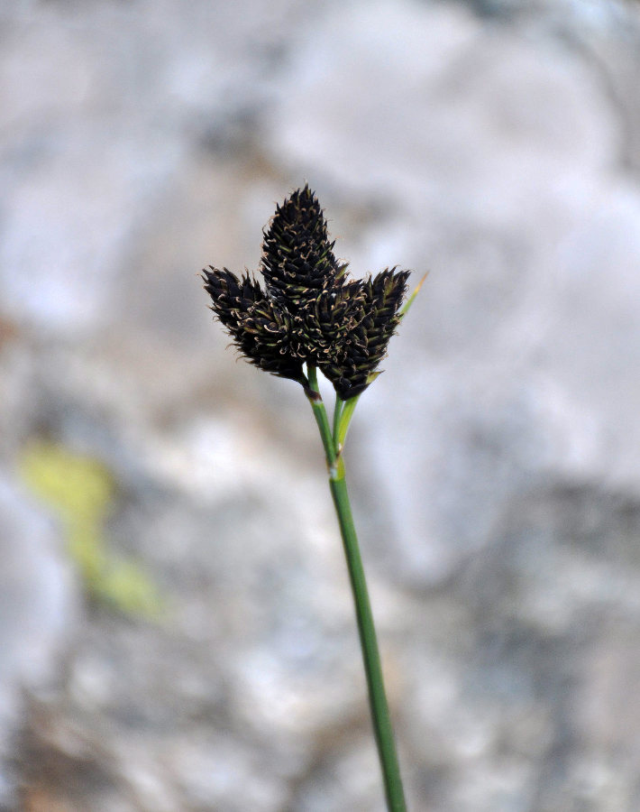 Изображение особи Carex melananthiformis.