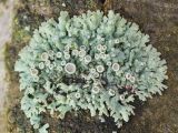 genus Physcia