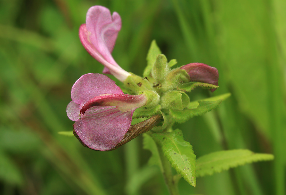 Image of Pedicularis resupinata specimen.