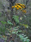 Tanacetum vulgare