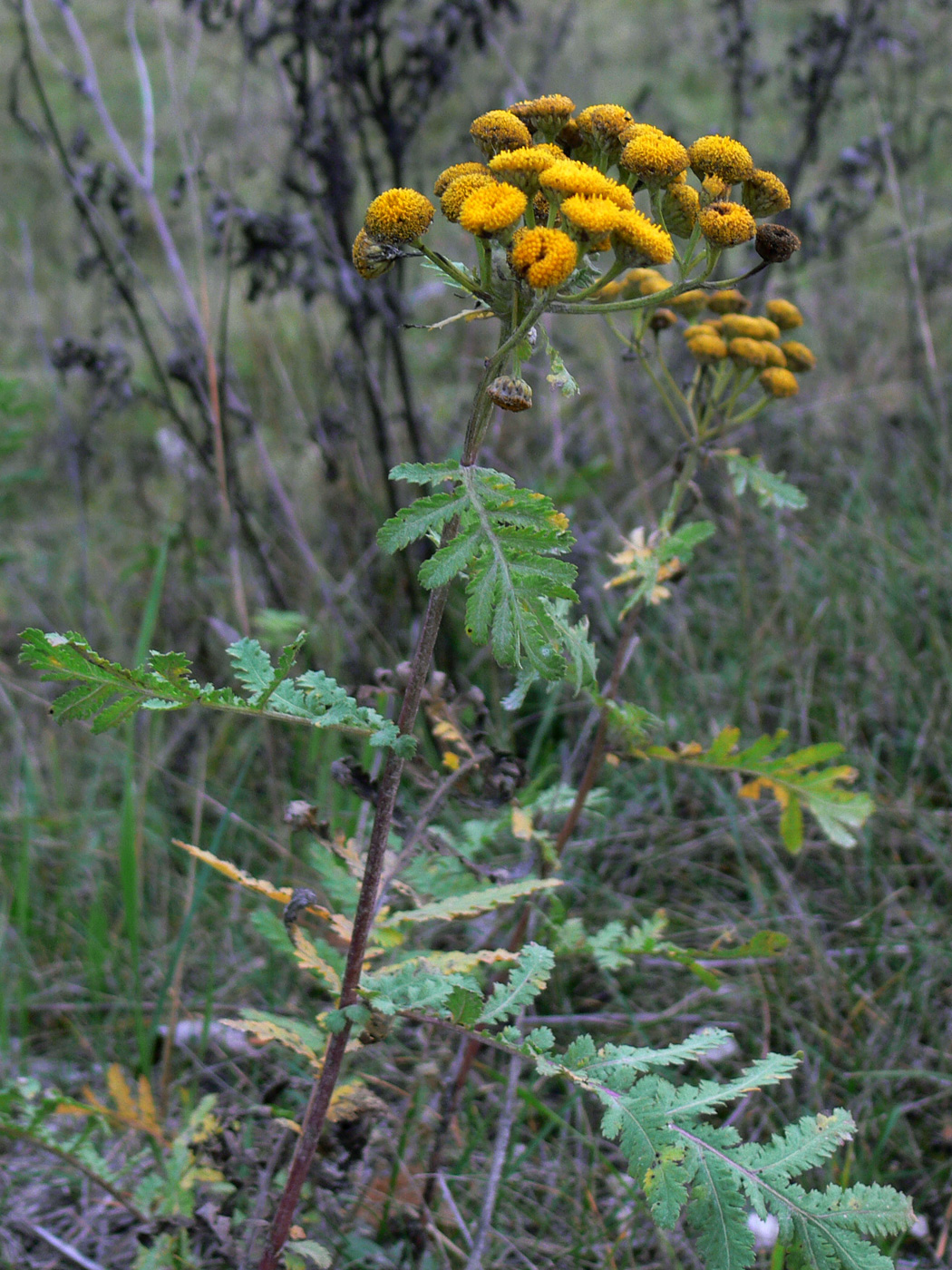 Изображение особи Tanacetum vulgare.