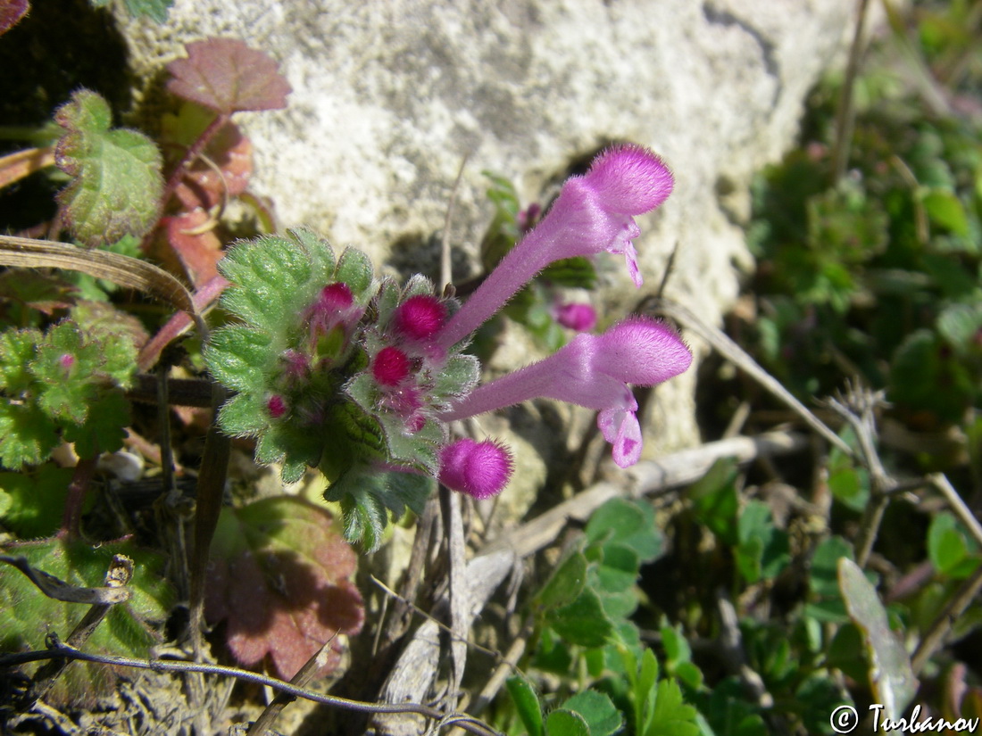 Image of Lamium amplexicaule specimen.