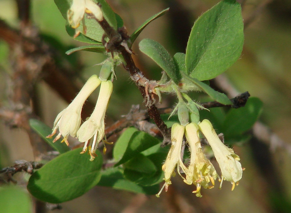 Image of Lonicera pallasii specimen.