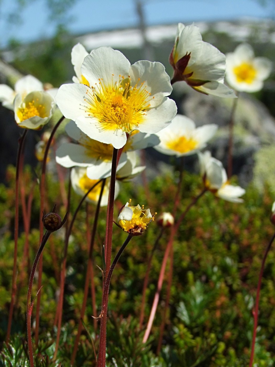 Image of Sieversia pusilla specimen.