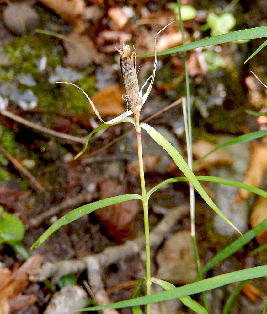 Image of Dianthus caucaseus specimen.