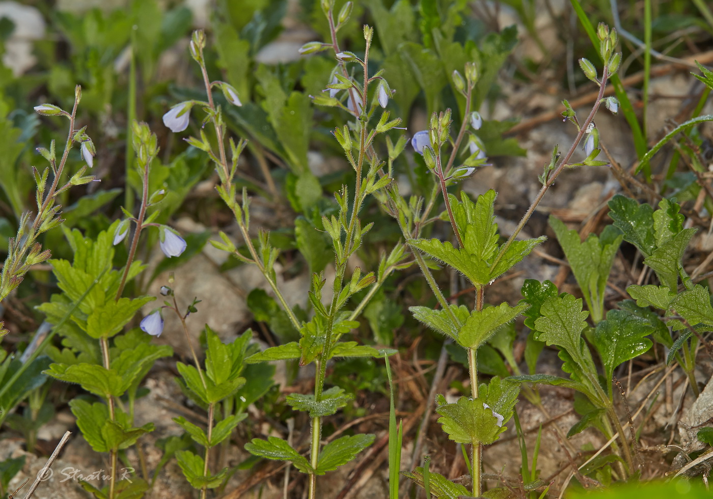 Image of Veronica chamaedrys specimen.