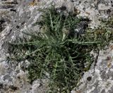 Jurinea mollis