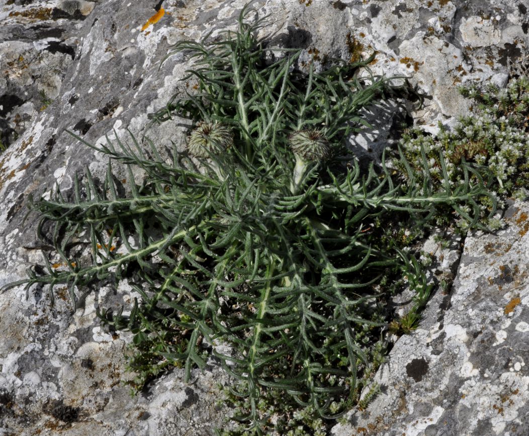 Image of Jurinea mollis specimen.