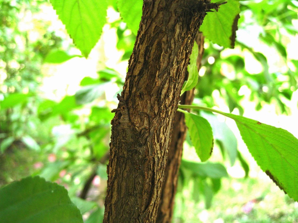 Image of Viburnum × bodnantense specimen.