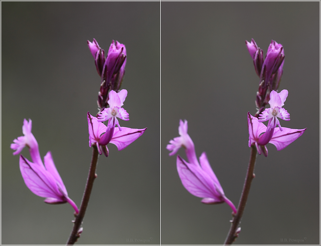 Image of Polygala major specimen.