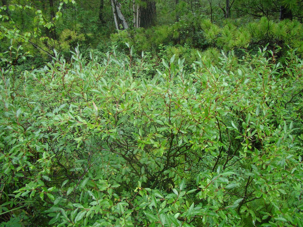 Изображение особи Salix phylicifolia.