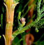 View full-size image Cupressus sempervirens