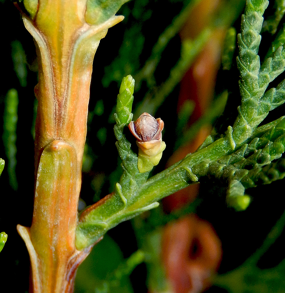 Изображение особи Cupressus sempervirens.